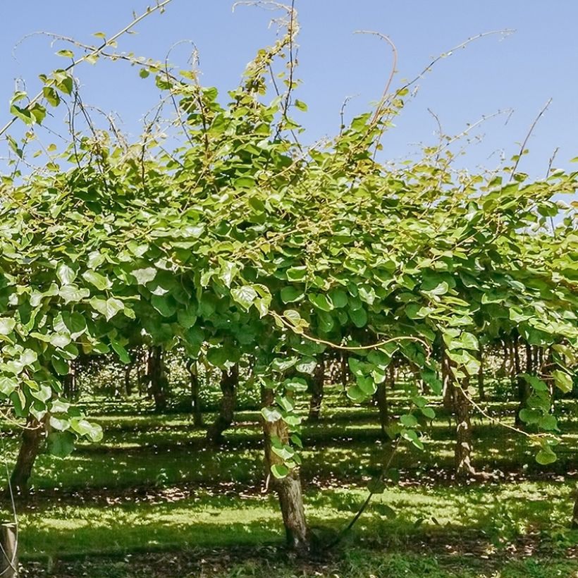 Kiivi Montcap (Kasvutapa)