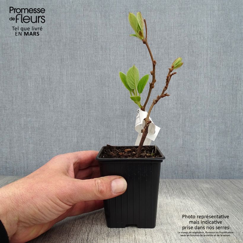 Example of Kiwi Solissimo (autofertile) - Actinidia deliciosa Godet de 8/9 cm as you get in printemps