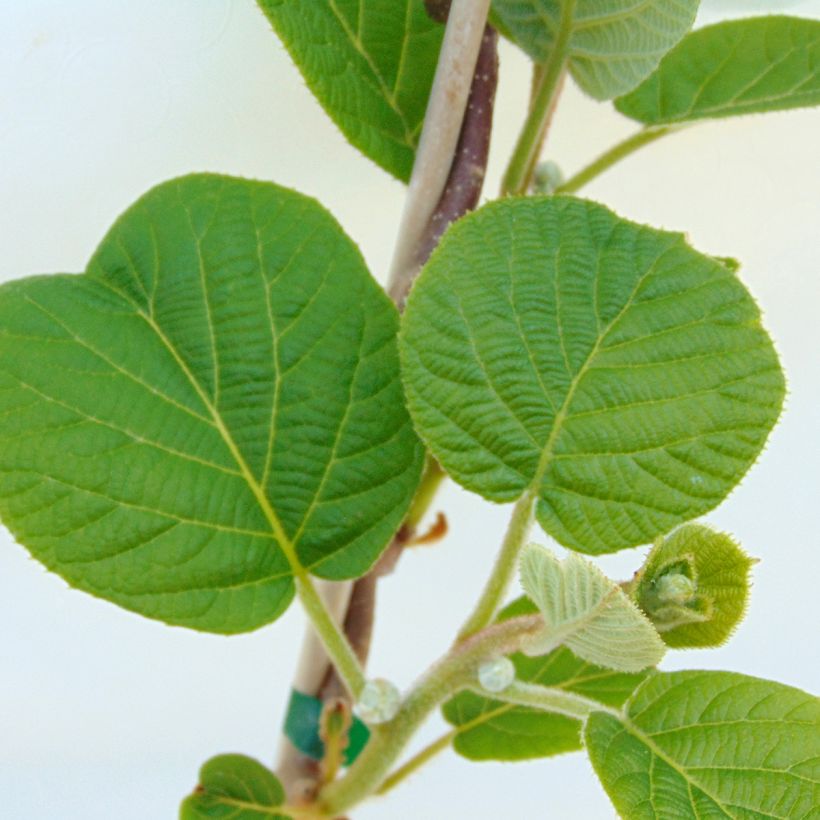 Kiwi Solissimo (autofertile) - Actinidia deliciosa (Foliage)