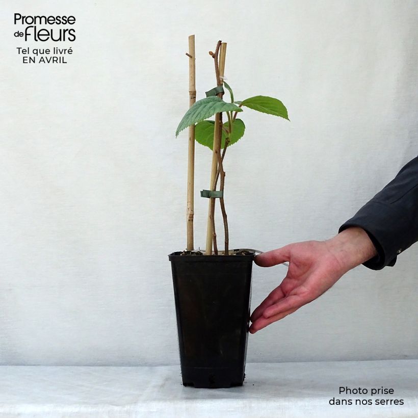 Example of Kiwi Solissimo (autofertile) - Actinidia deliciosa Pot de 1L/1,5L as you get in printemps