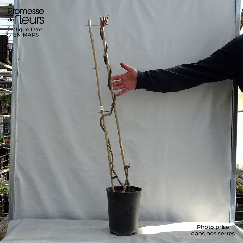 Example of Kiwi Solissimo (autofertile) - Actinidia deliciosa Pot de 4L/5L as you get in printemps