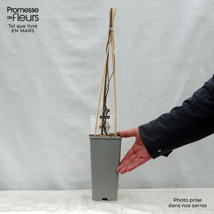 Example of Kiwi arguta Issai (autofertile) - Kiwaï - Actinidia arguta Pot de 1,5L/2L as you get in printemps