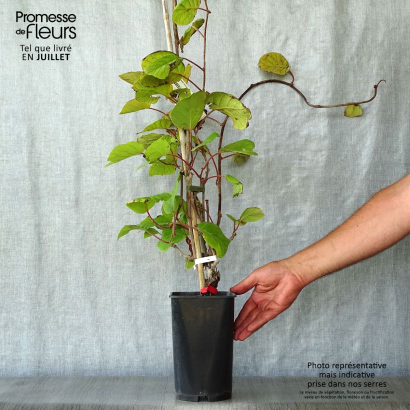 Esimerkki kesällä toimitetusta Kiwi deliciosa Montcap Pot de 2L/3L-taimesta