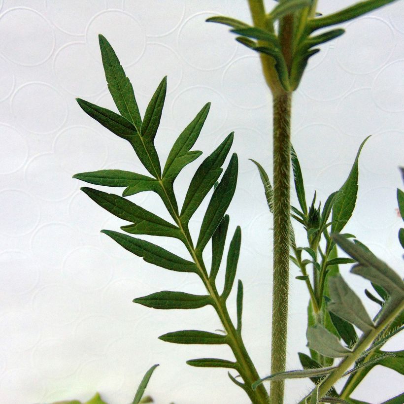 Ketoruusuruoho - Knautia arvensis (Lehvistö)
