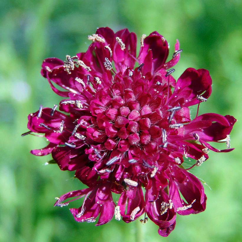Etelänruusuruoho - Knautia macedonica (Kukinta)