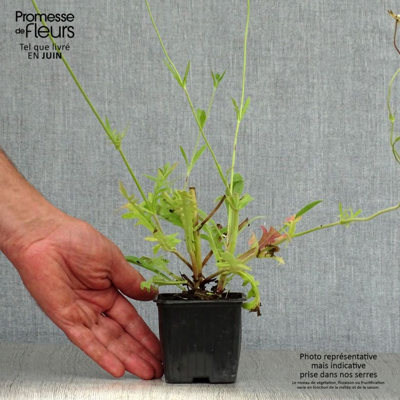 Esimerkki kesällä toimitetusta Etelänruusuruoho - Knautia macedonica Taimiruukku 7/8 cm-taimesta