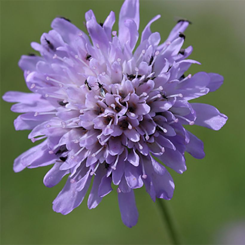 Ketoruusuruoho - Knautia arvensis (Kukinta)
