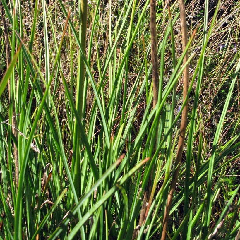 Soihtulilja Alcazar (Lehvistö)
