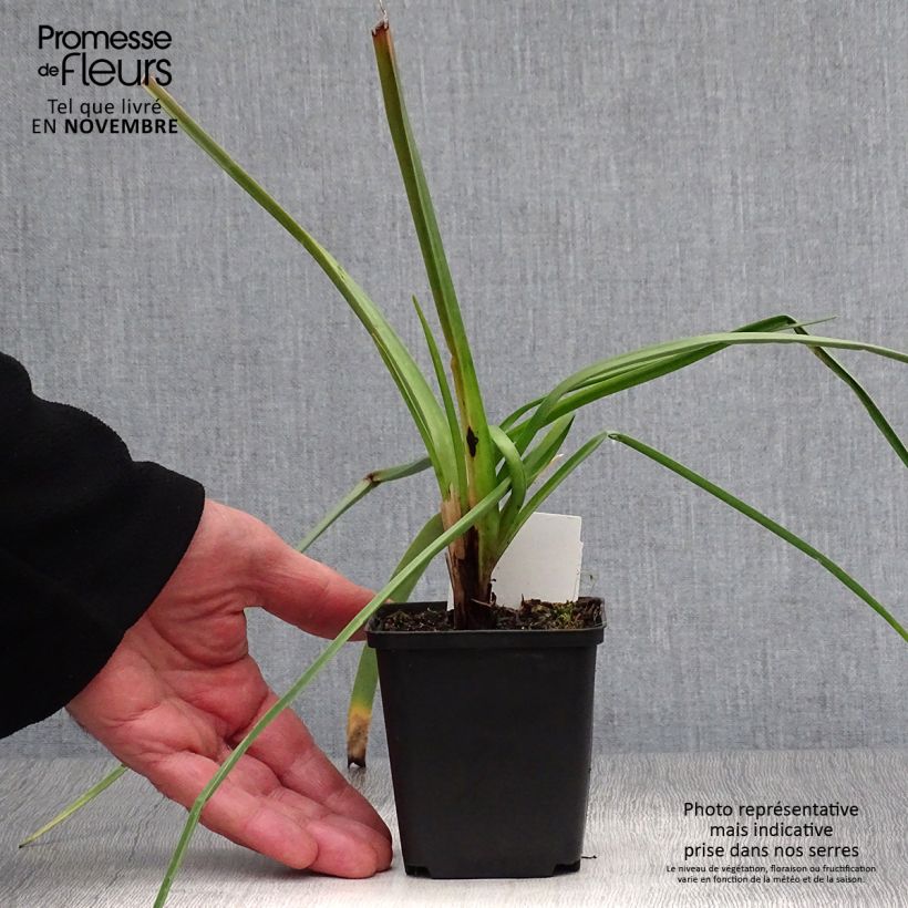 Esimerkki syksyllä toimitetusta Soihtulilja Alcazar 8/9 cm taimiruukku-taimesta