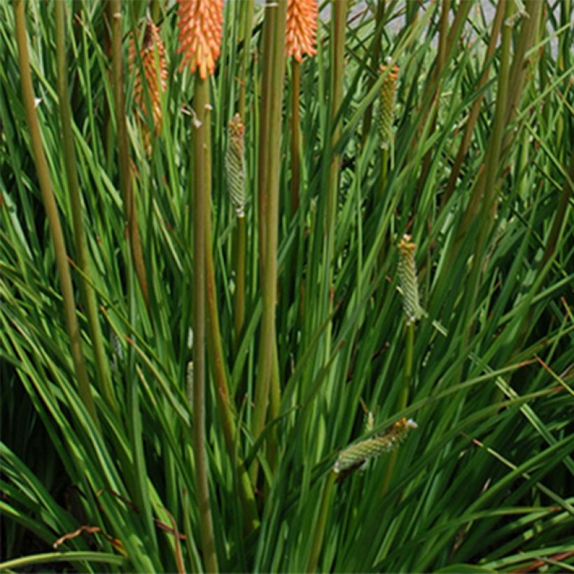 Soihtulilja Cobra (Lehvistö)