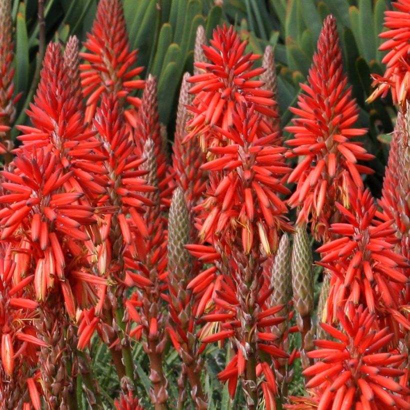 Soihtulilja Red Rocket (Kukinta)