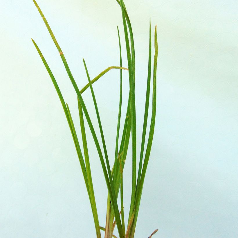 Soihtulilja Vanilla (Lehvistö)