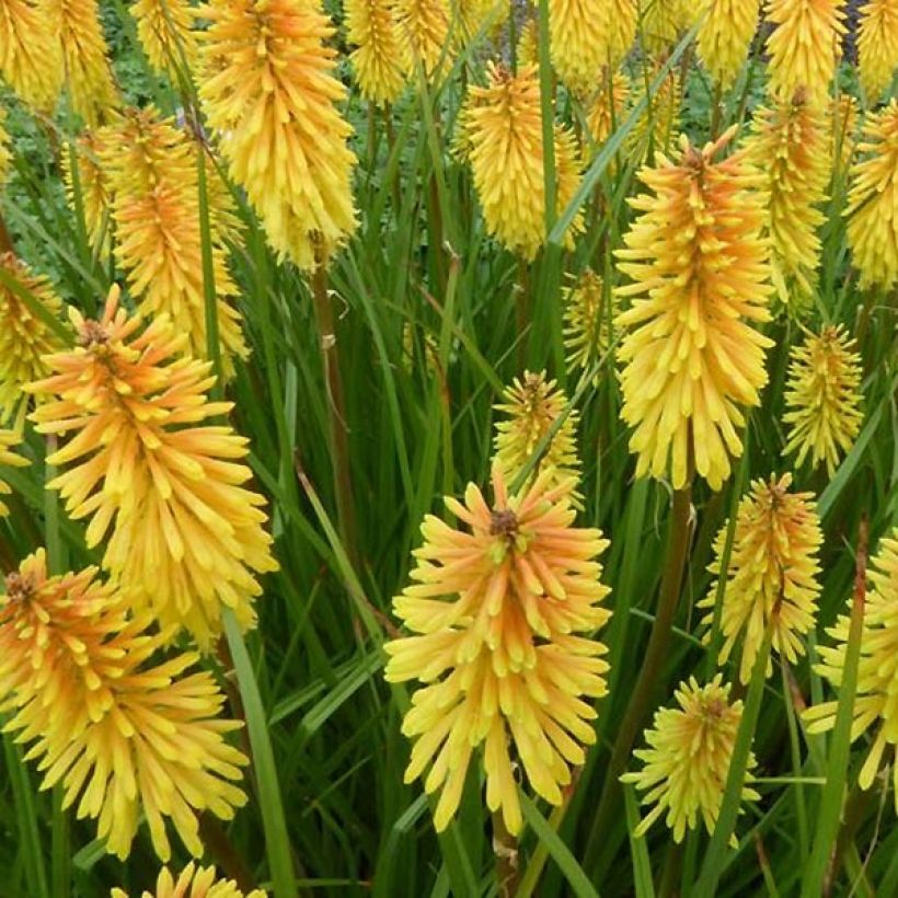 Soihtulilja Wrexham Buttercup (Kukinta)