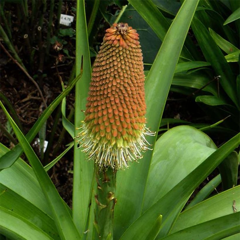 Soihtulilja - Kniphofia northiae (Kukinta)