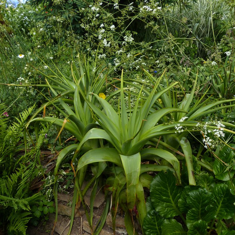 Soihtulilja - Kniphofia northiae (Kasvutapa)