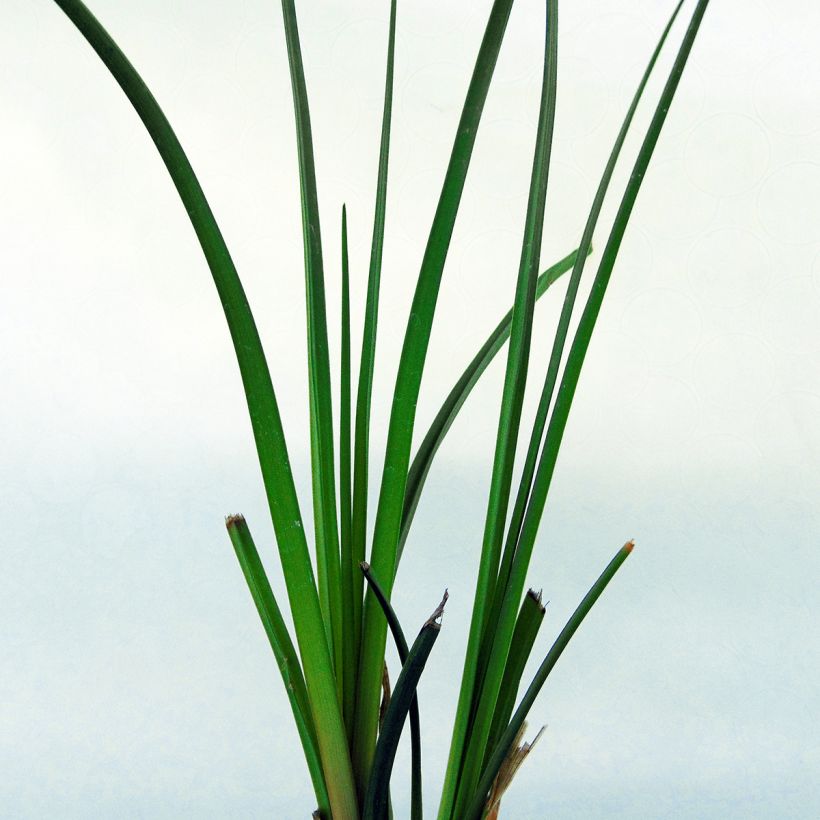 Soihtulilja - Kniphofia rooperi (Lehvistö)