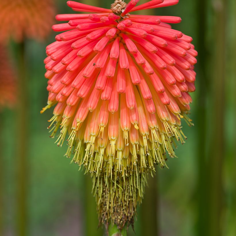 Soihtulilja - Kniphofia rooperi (Kukinta)