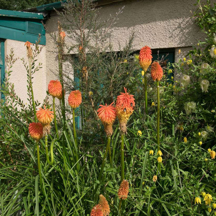 Soihtulilja - Kniphofia rooperi (Kasvutapa)