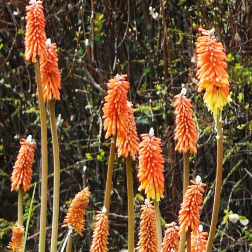 Soihtulilja - Kniphofia uvaria (Kukinta)