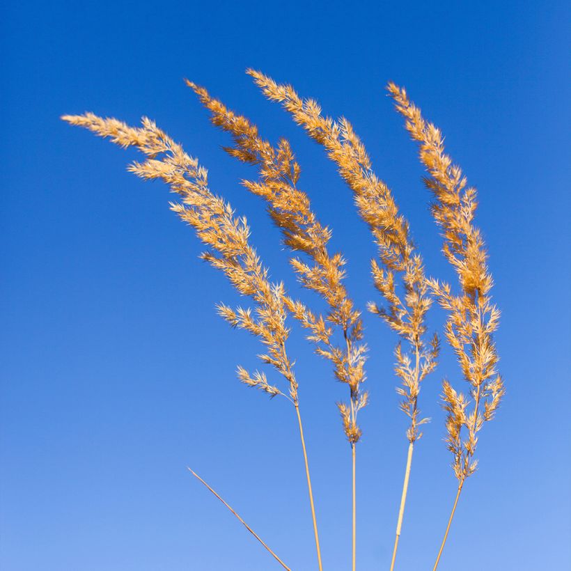 Hopeatoppo - Koeleria glauca (Kukinta)