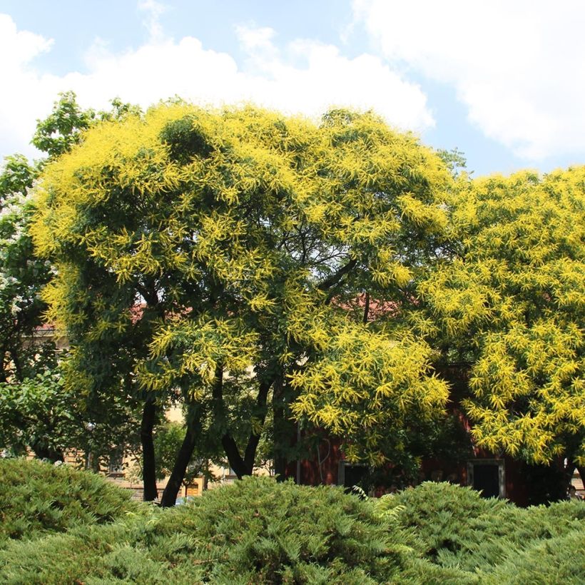 Rakkopuu - Koelreuteria paniculata (Kasvutapa)