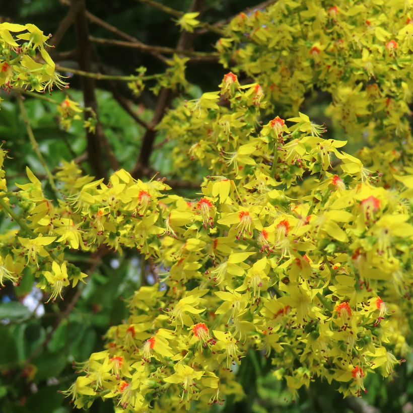 Rakkopuu - Koelreuteria paniculata (Kukinta)