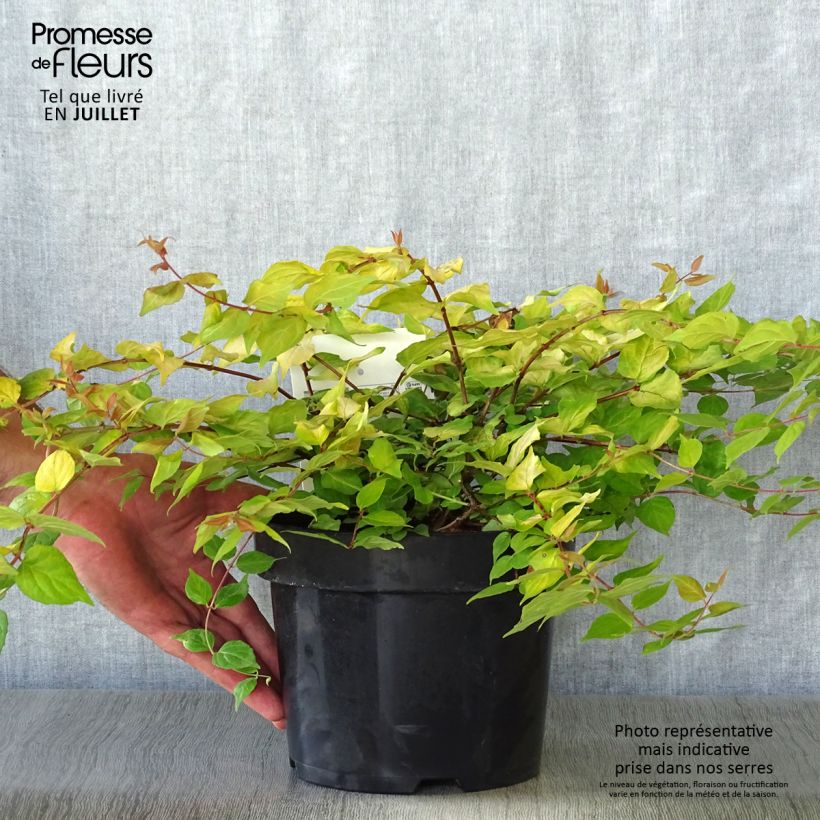 Esimerkki kesällä toimitetusta Kellokuusama Maradco Pot de 3L/4L-taimesta