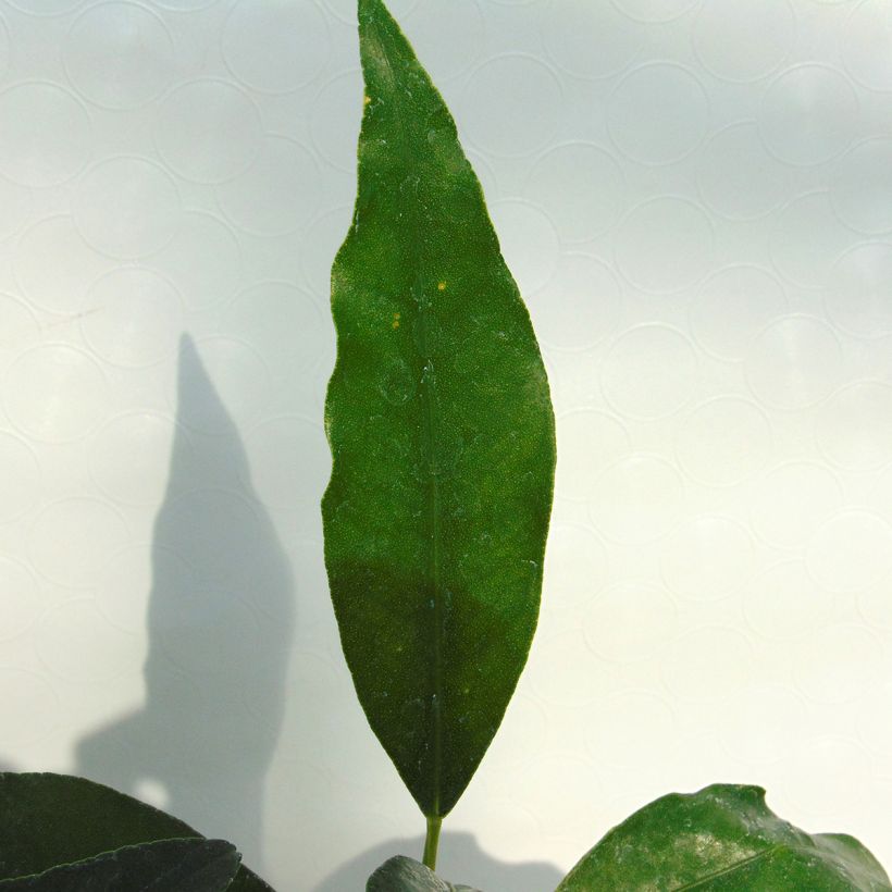 Kumkvatti - Citrus japonica (Lehvistö)