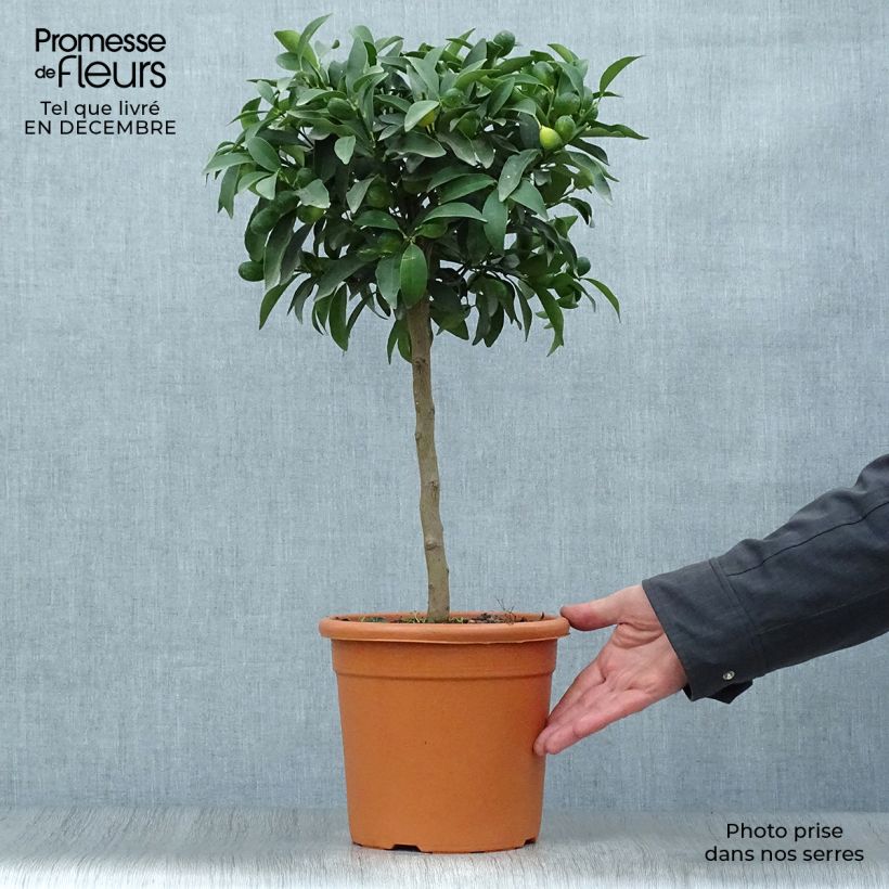 Esimerkki talvella toimitetusta Kumkvatti - Citrus japonica 4 litran/5 litran ruukku, 1/4 runko-taimesta