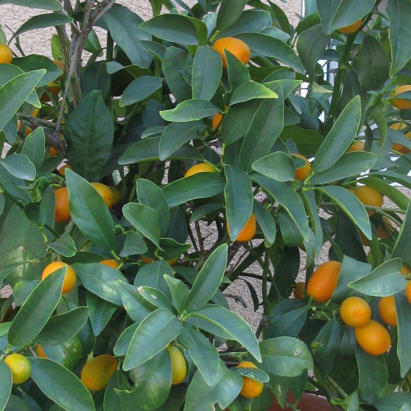 Soikkokumkvatti (soikkofortunella) Nagami (Lehvistö)