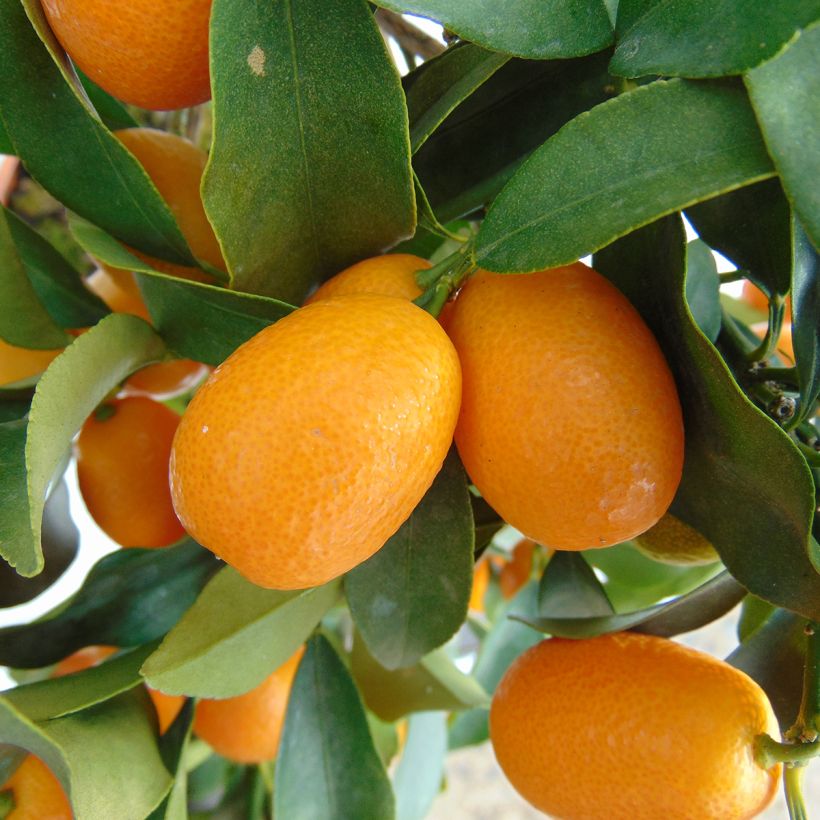 Soikkokumkvatti (soikkofortunella) Nagami (Sadonkorjuu)