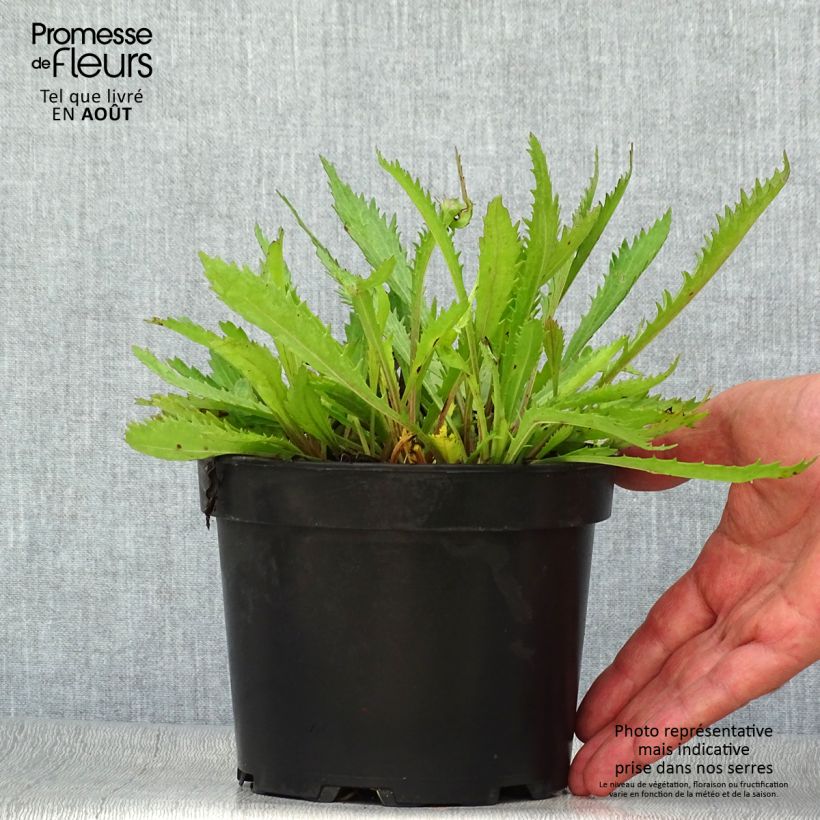 Esimerkki kesällä toimitetusta Isopäivänkakkara Petite Princesse d'Argent Pot de 2L/3L-taimesta