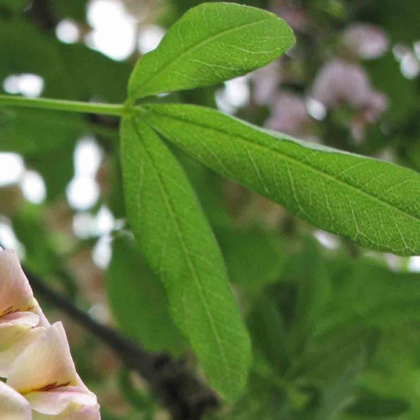 Laburnocytisus adamii (Lehvistö)