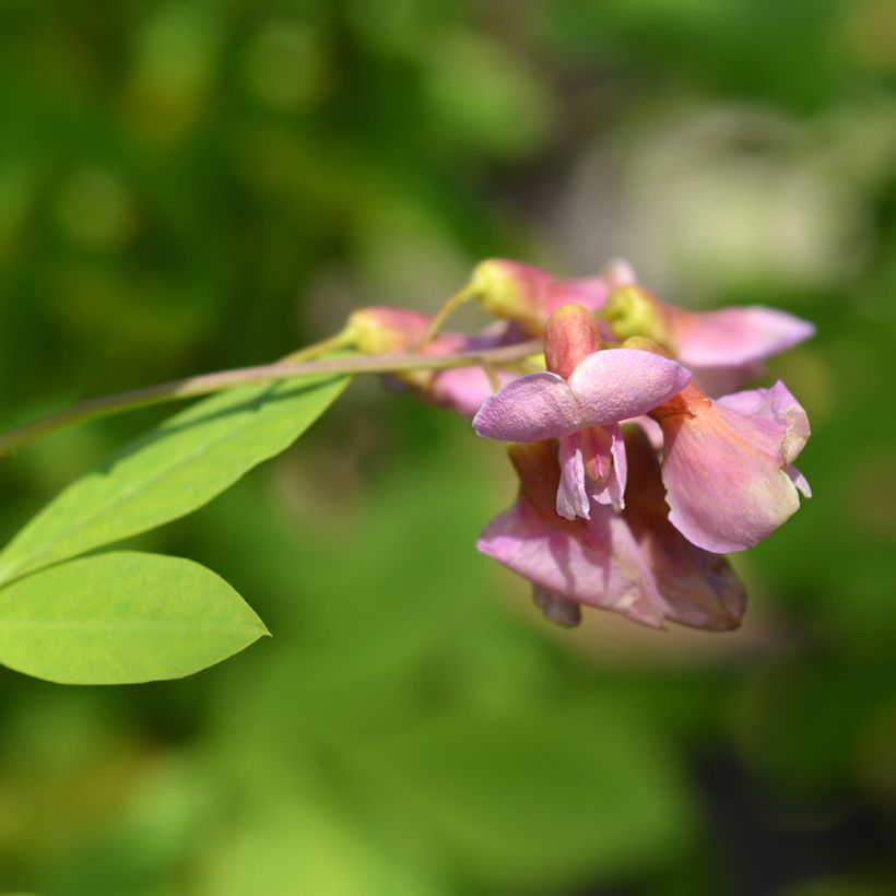 Laburnocytisus adamii (Kukinta)