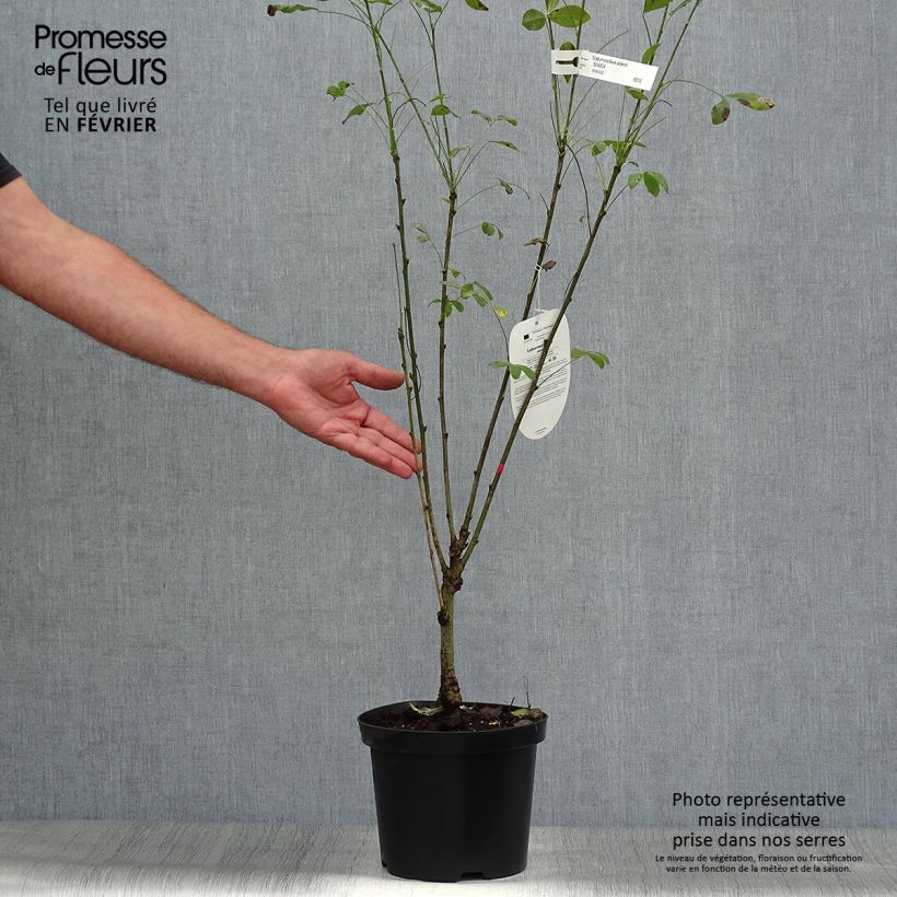 Esimerkki syksyllä toimitetusta Laburnocytisus adamii 4 litran/5 litran ruukku-taimesta