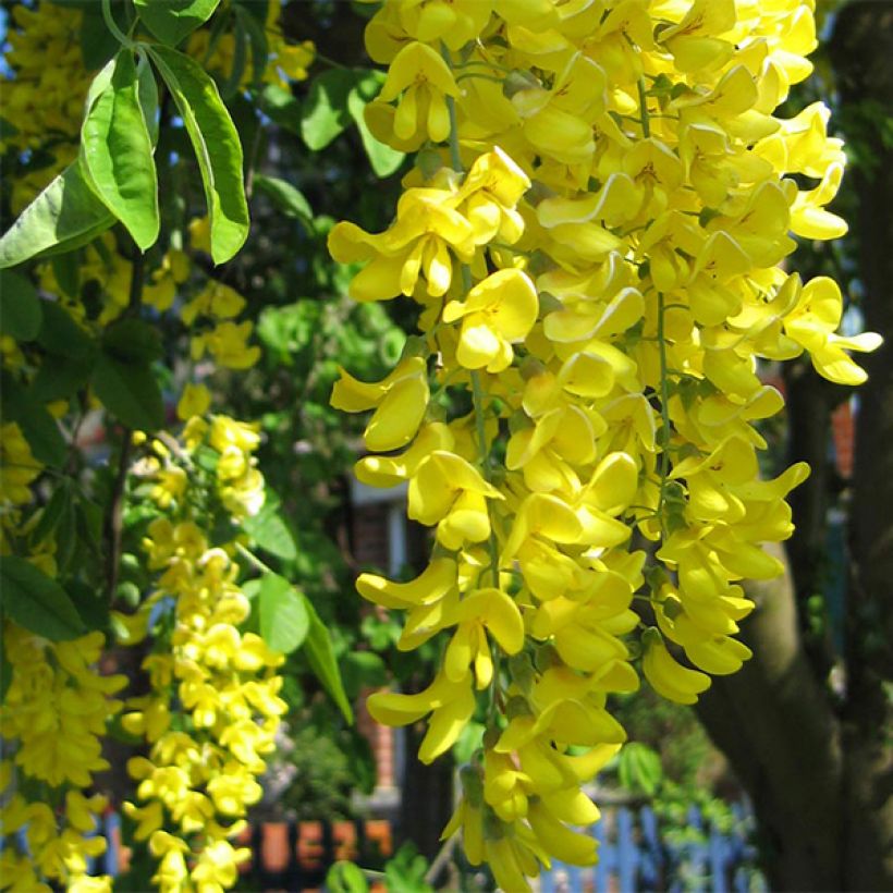Etelänkultasade - Laburnum anagyroides (Kukinta)