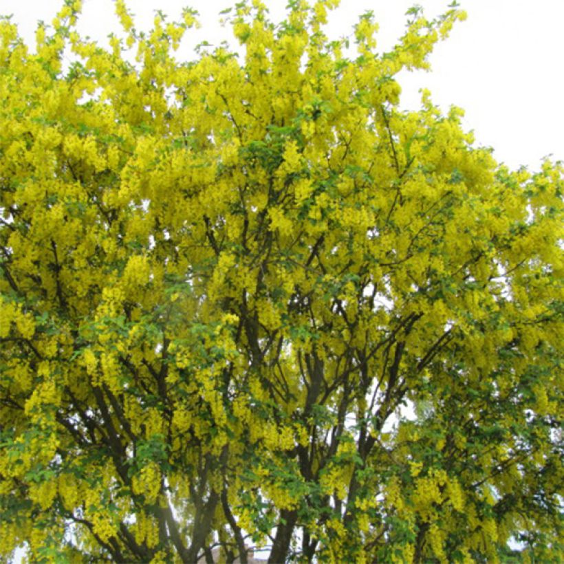 Etelänkultasade - Laburnum anagyroides (Kasvutapa)