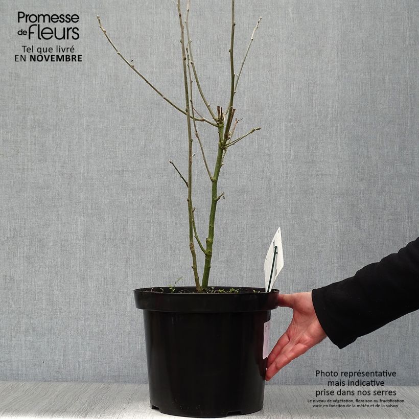 Esimerkki syksyllä toimitetusta Etelänkultasade - Laburnum anagyroides 7,5 litran / 10 litran ruukku-taimesta