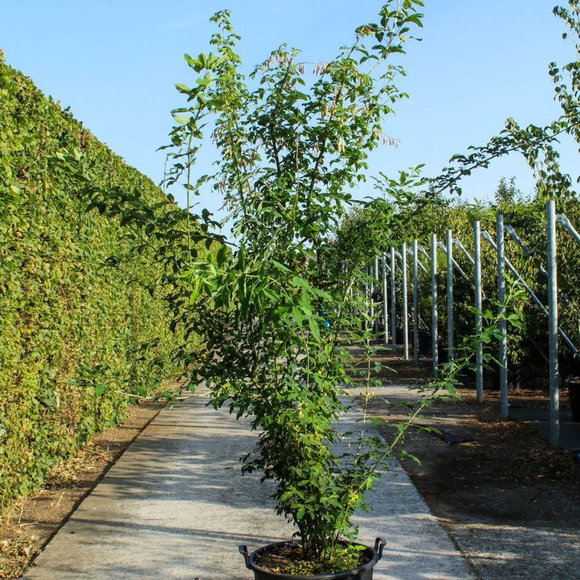 Esimerkki keväällä toimitetusta Etelänkultasade - Laburnum anagyroides Ruukku 70L / 75L, Pienoinen-taimesta