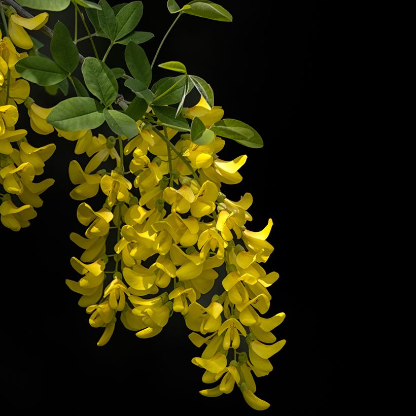 Etelänkultasade Yellow Rocket (Kukinta)