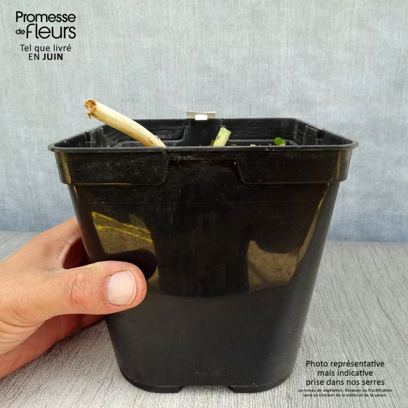 Esimerkki kesällä toimitetusta Pisara African Beauty Rupert Pot de 3L/4L-taimesta