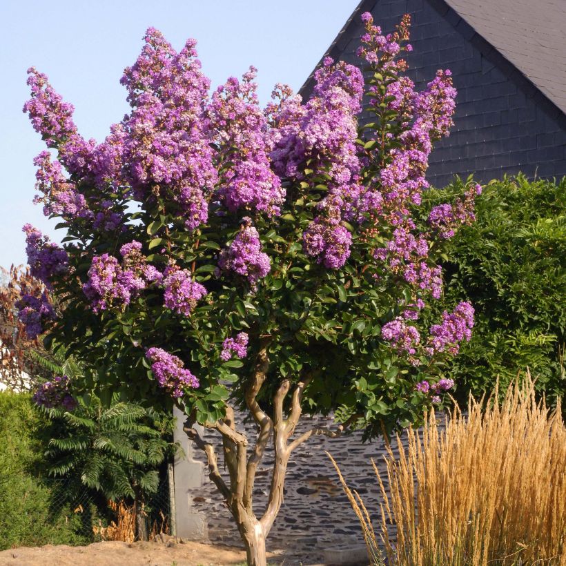 Kiinankutrio Lilac Grand Sud (Kasvutapa)