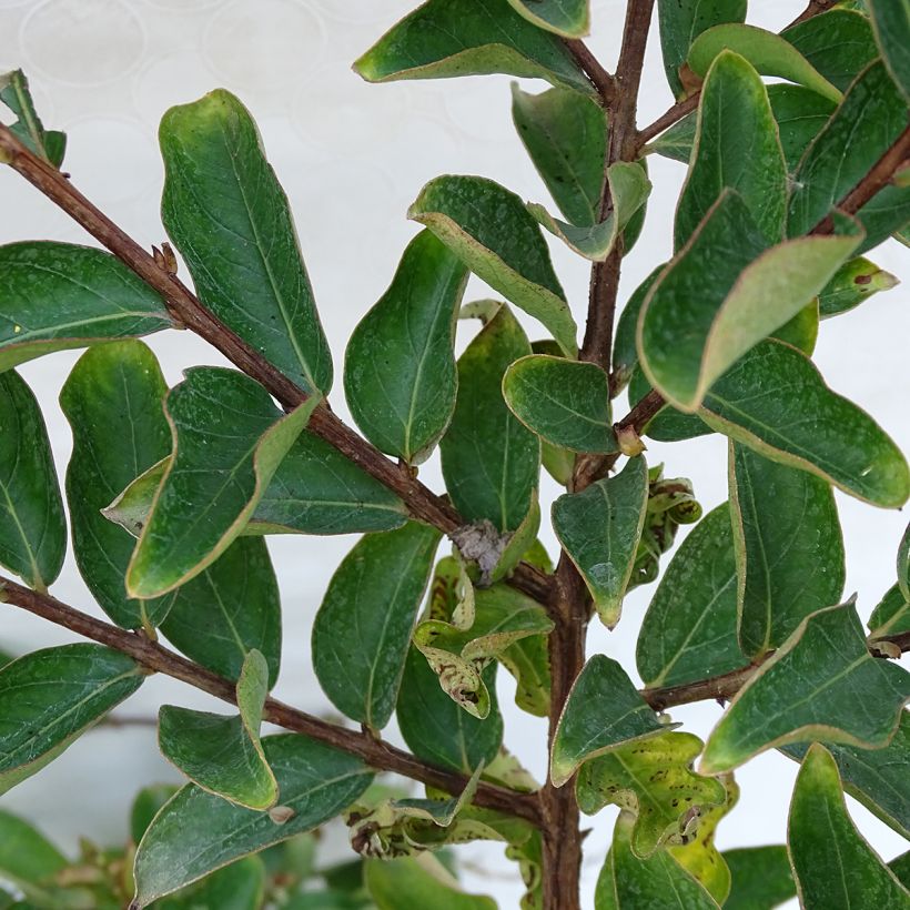 Kiinankutrio Lilac Grand Sud (Lehvistö)