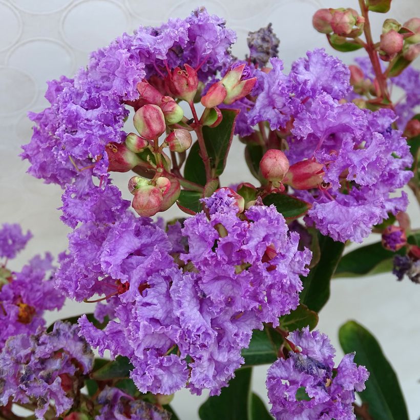 Kiinankutrio Lilac Grand Sud (Kukinta)