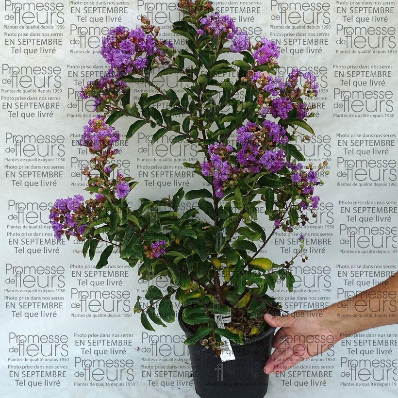Esimerkki toimitetusta Kiinankutrio Lilac Grand Sud Pot de 4L/5L-taimesta