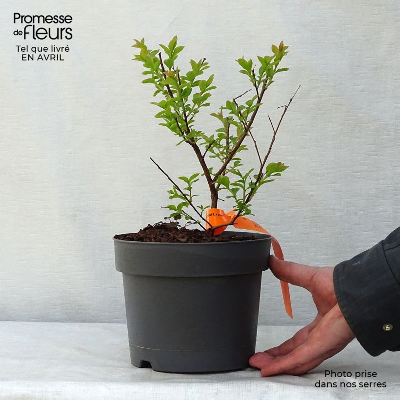 Esimerkki keväällä toimitetusta Kiinankutrio Mardi Gras Pot de 3L/4L-taimesta