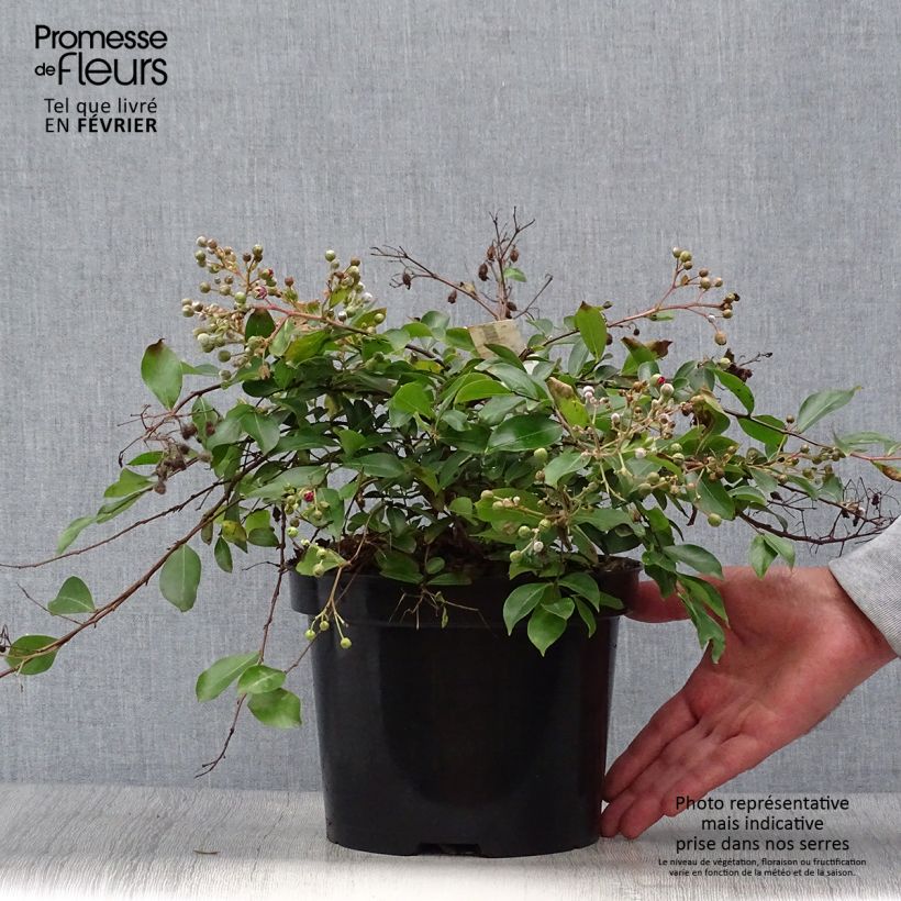 Esimerkki syksyllä toimitetusta Kiinankutrio Mimie Fuchsia 2 litran/3 litran ruukku-taimesta