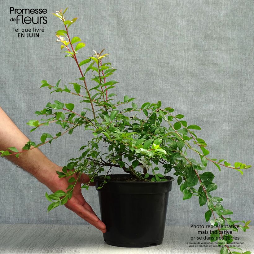Esimerkki kesällä toimitetusta Kiinankutrio Mimie Fuchsia Pot de 2L/3L-taimesta
