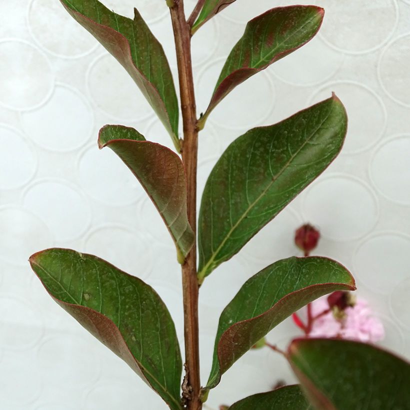 Kiinankutrio Neige d'Eté (Lehvistö)