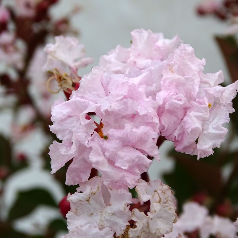 Kiinankutrio Neige d'Eté (Kukinta)